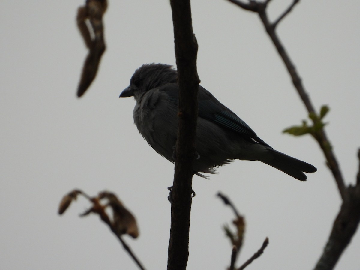 sayacatanagar - ML645745988