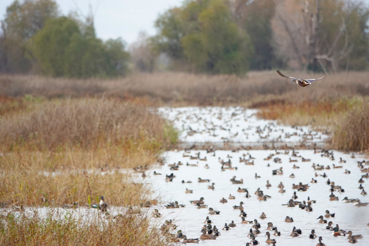 skjeand - ML645745991