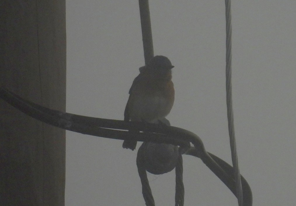 østblåfugl - ML645745993