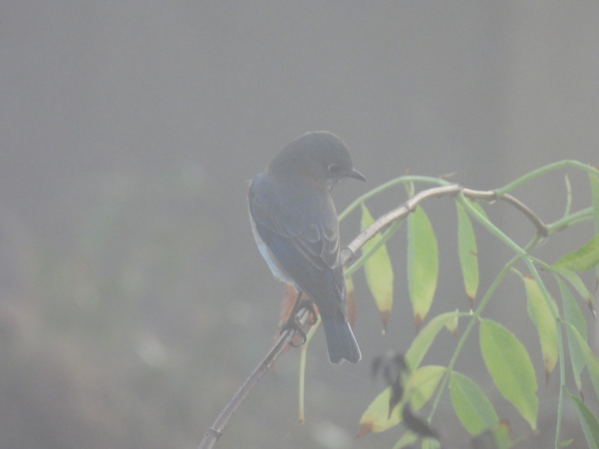 østblåfugl - ML645745994