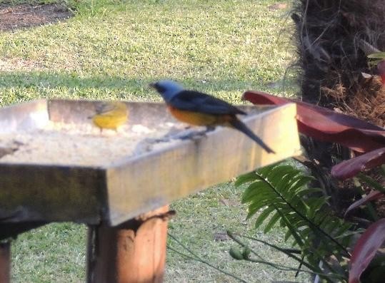 blågultanagar - ML645745995