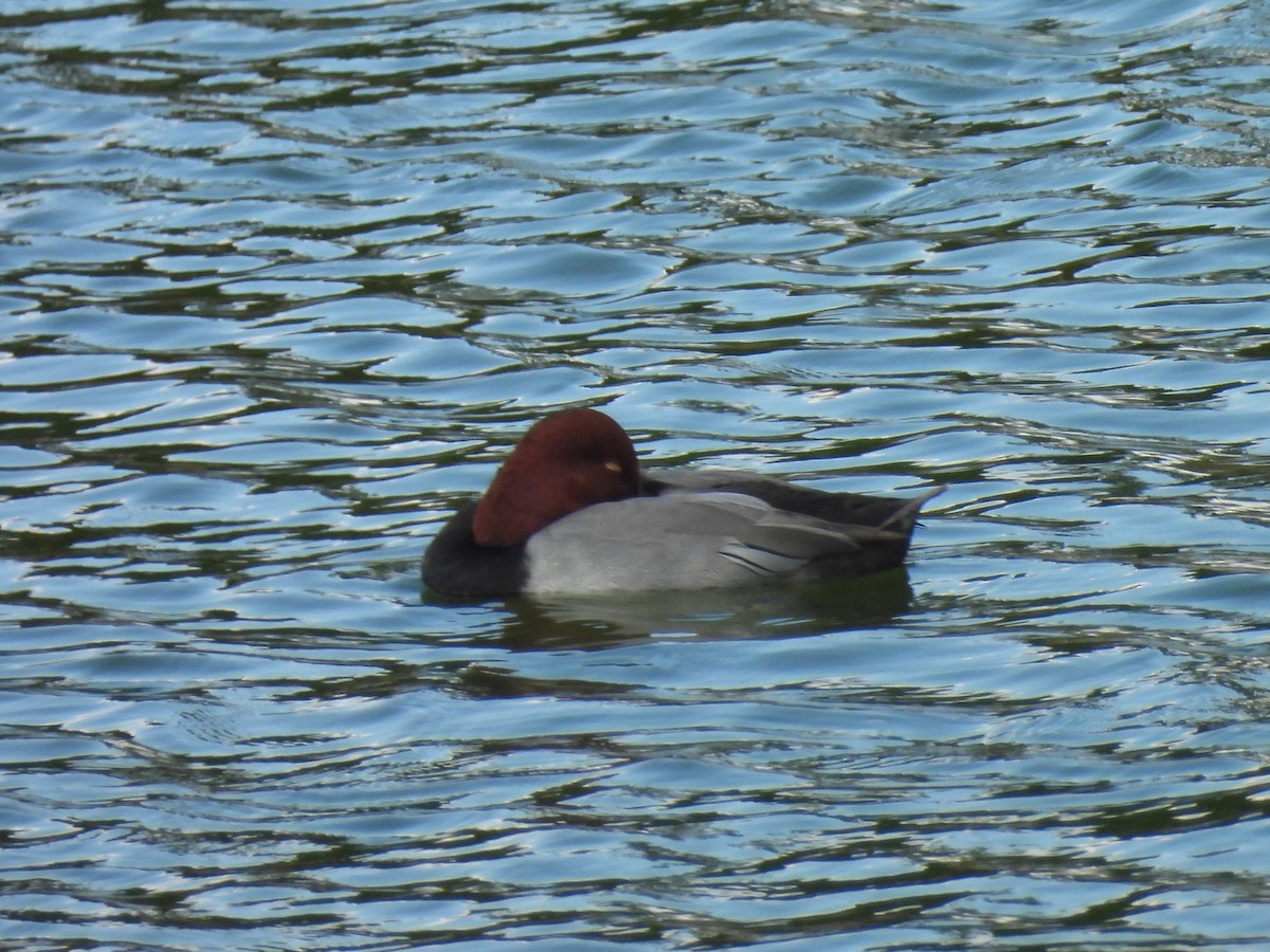 kobberhodeand - ML645745996