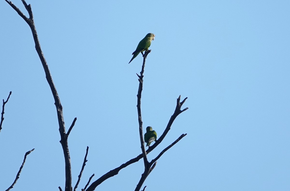 oransjepanneparakitt - ML645745998