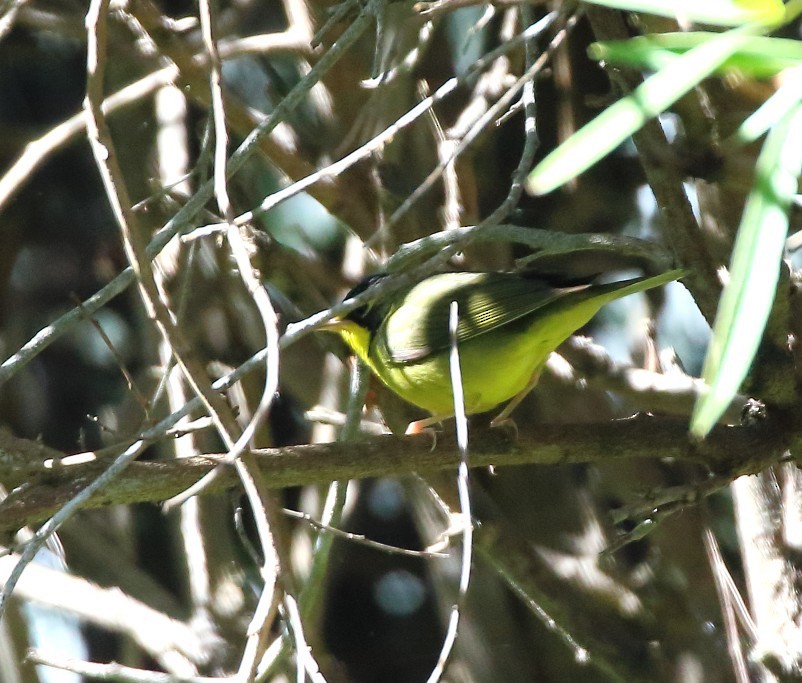 kentuckyparula - ML645745999