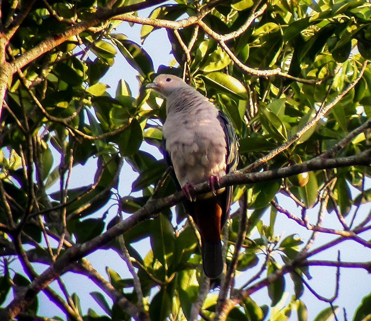 sølvkeiserdue - ML645746000