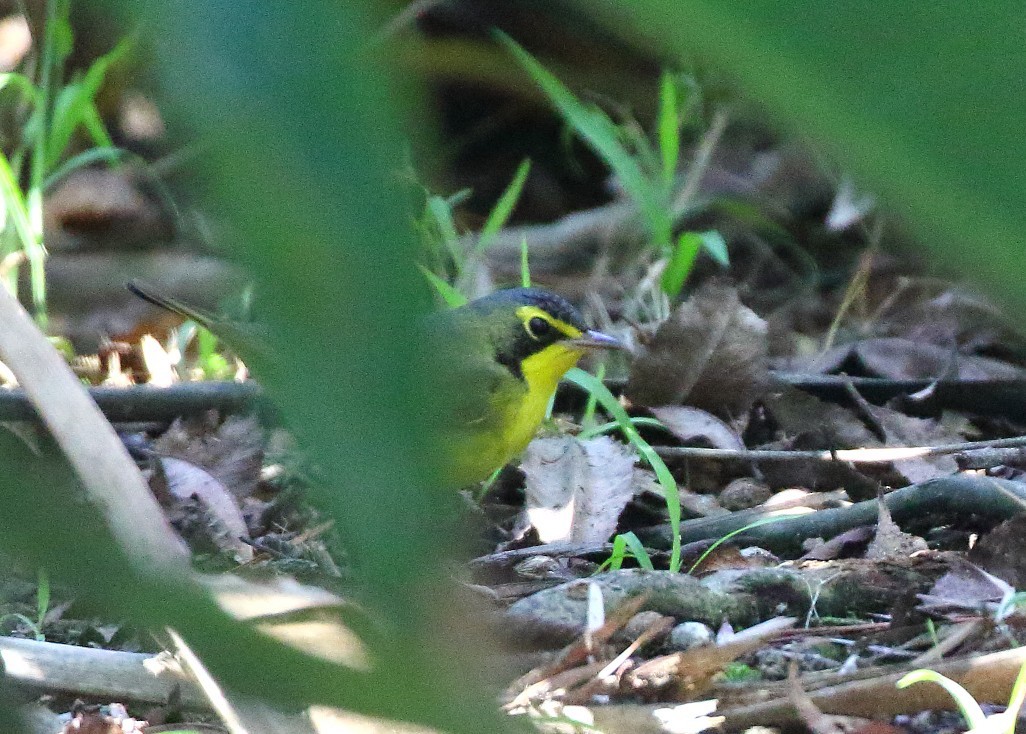 kentuckyparula - ML645746001