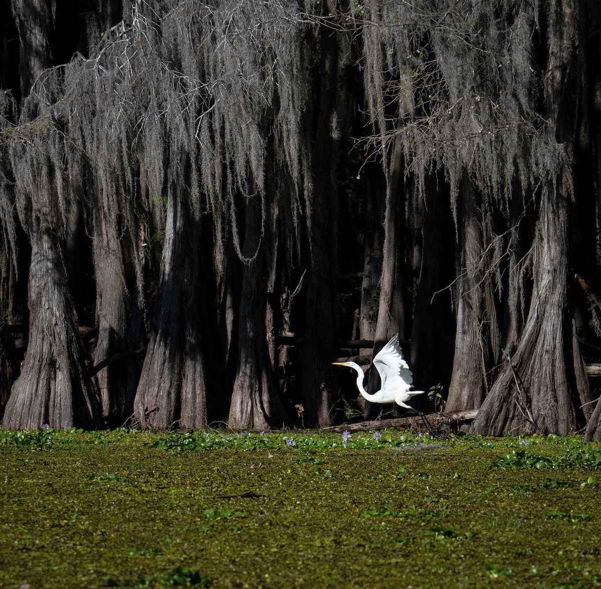 egretthegre - ML645746002