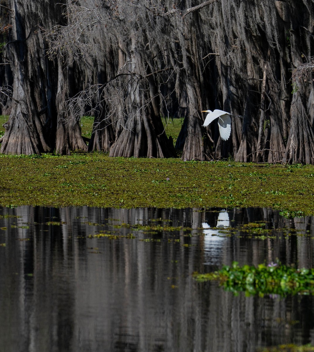 egretthegre - ML645746003