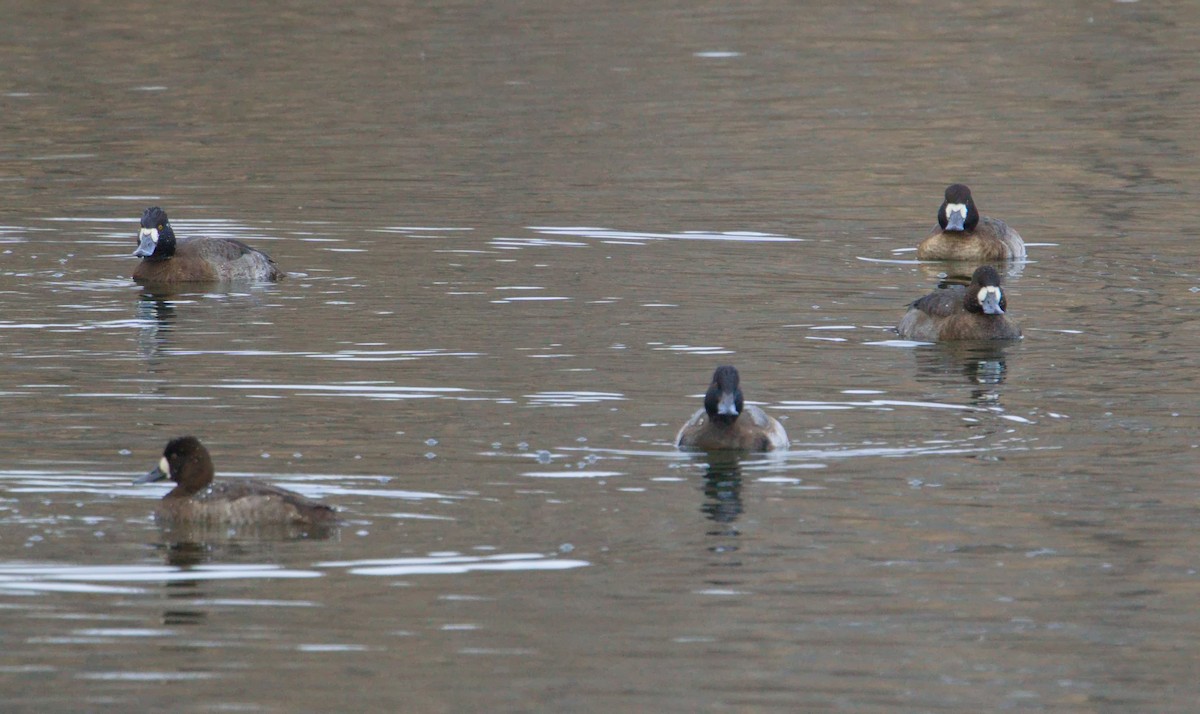 bergand/purpurhodeand - ML645746004