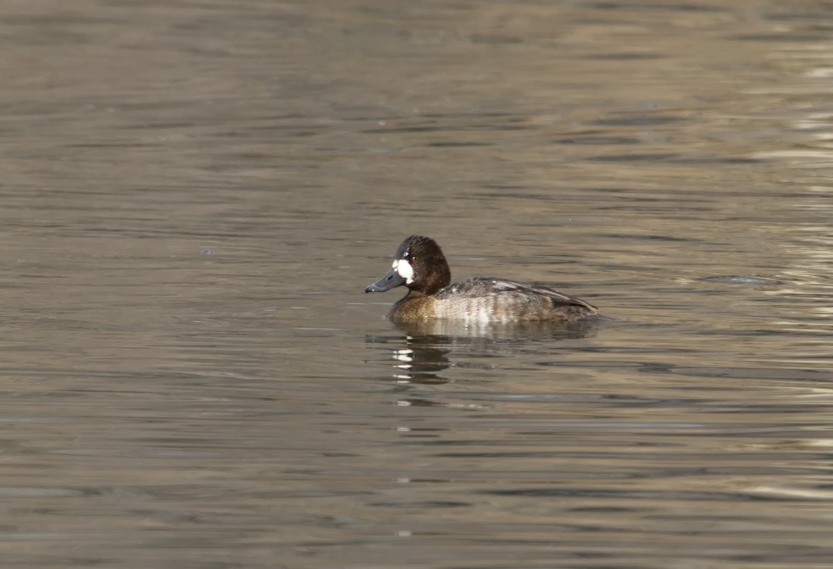 bergand/purpurhodeand - ML645746005