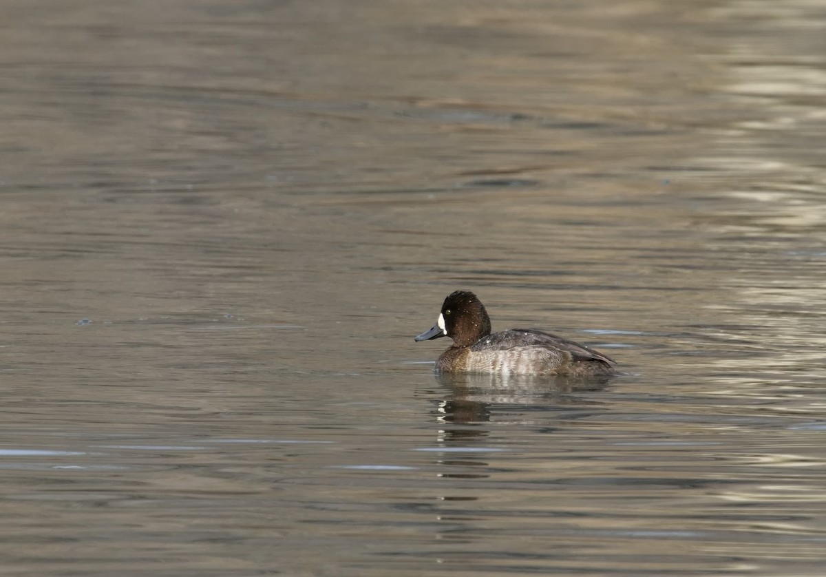 bergand/purpurhodeand - ML645746006