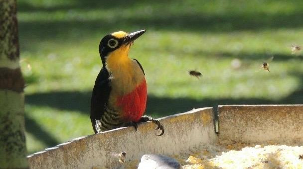 Yellow-fronted Woodpecker - ML645746017