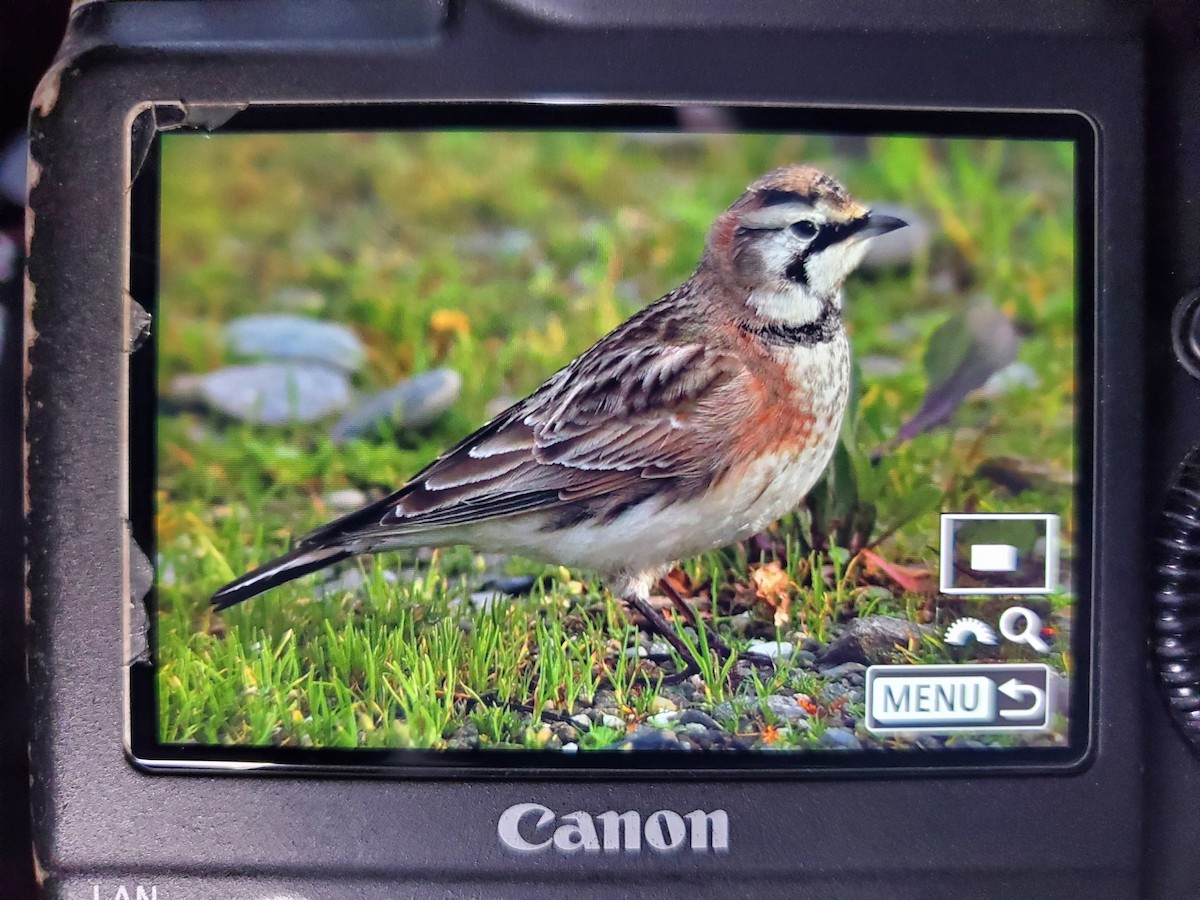 Alondra Cornuda - ML645746027