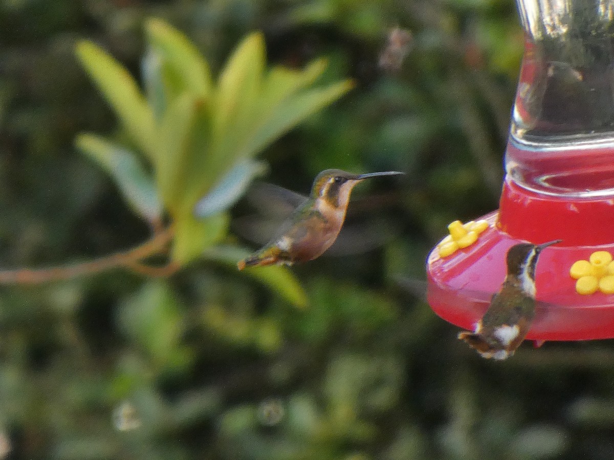 White-bellied Woodstar - ML645746041