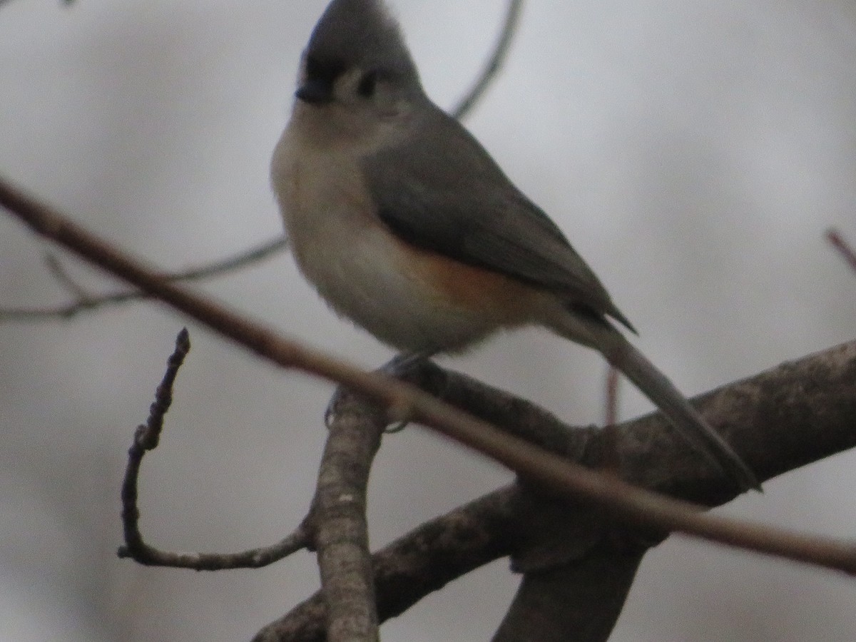 Tufted Titmouse - ML645746042