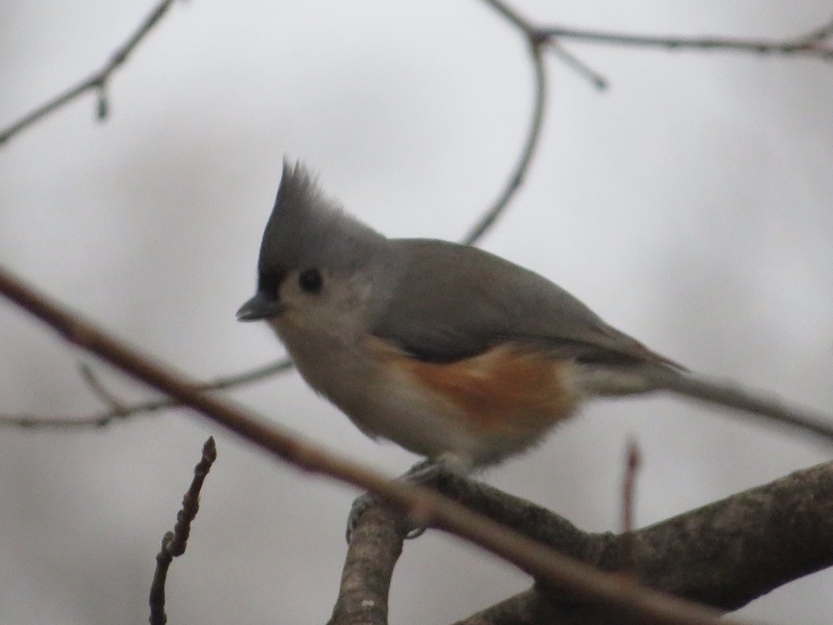 Tufted Titmouse - ML645746043