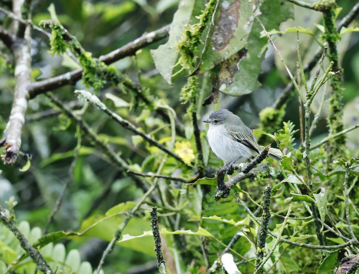 Mistletoe Tyrannulet - ML645746044