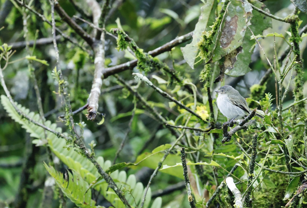 Mistletoe Tyrannulet - ML645746045