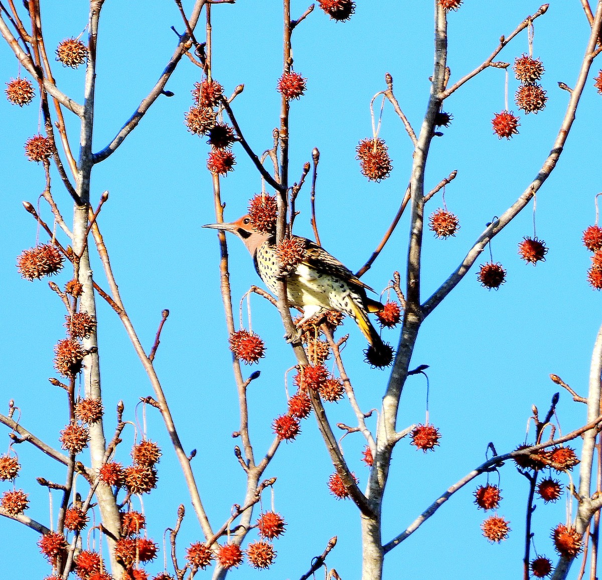 Northern Flicker - ML645746047