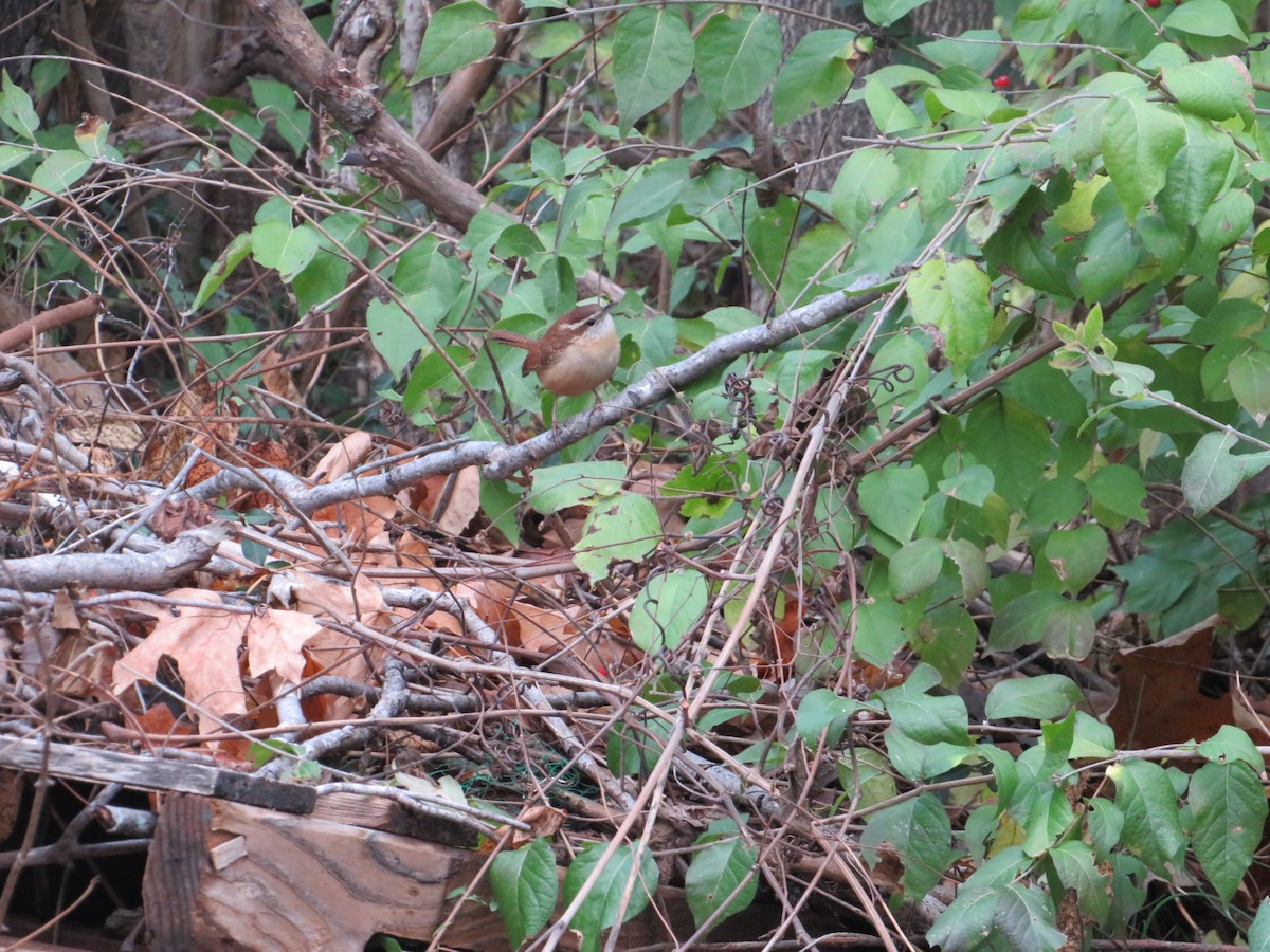 Carolina Wren - ML645746055