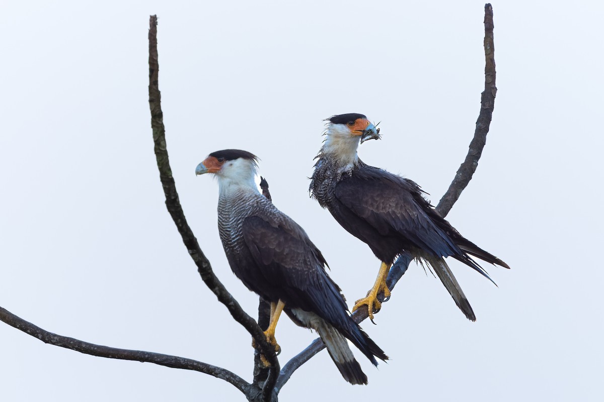 Crested Caracara - ML645746057