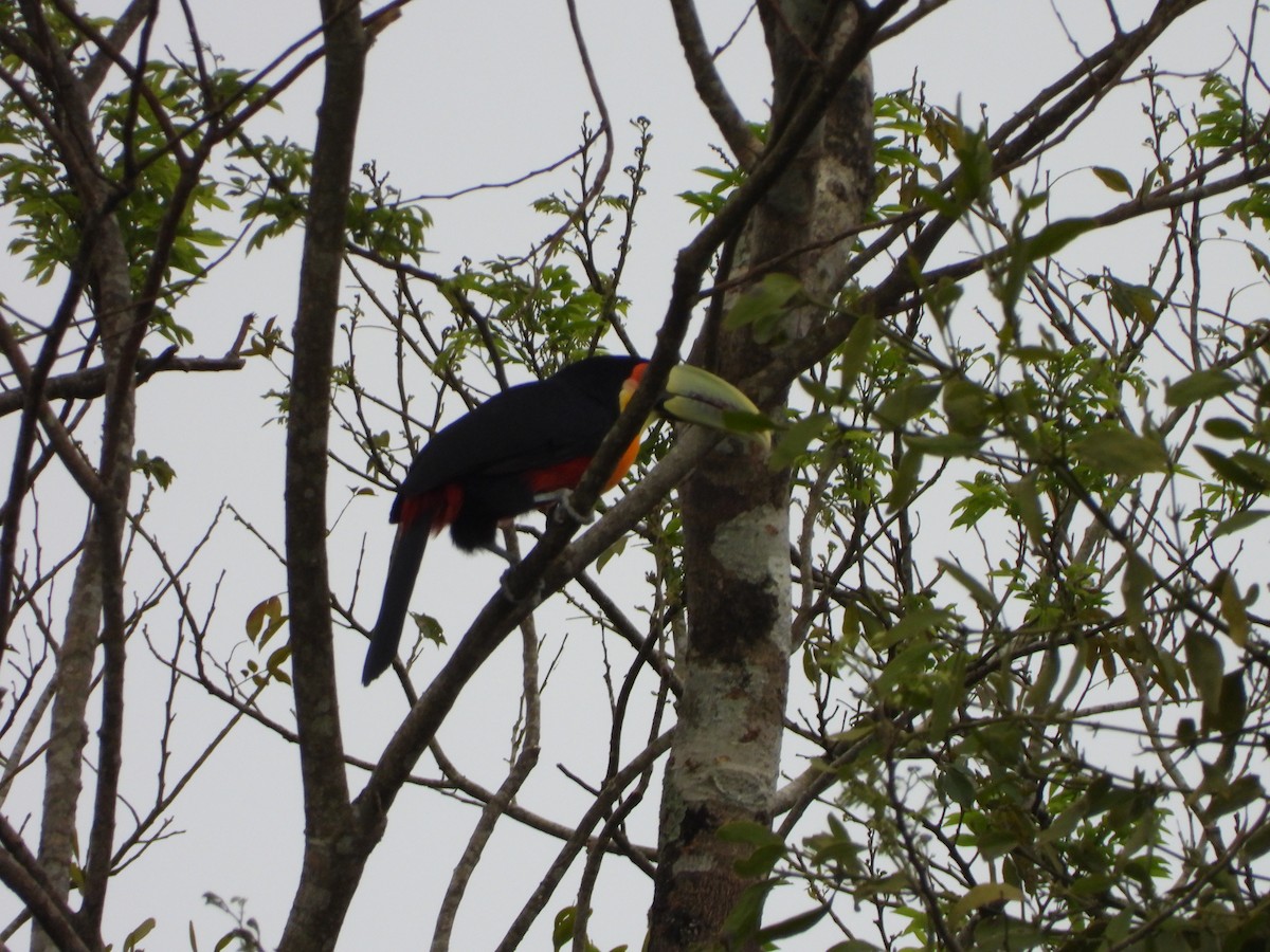 Red-breasted Toucan - ML645746059