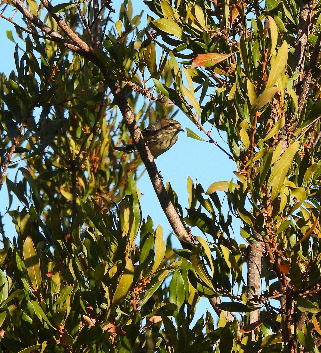 Yellow-rumped Warbler - ML645746062