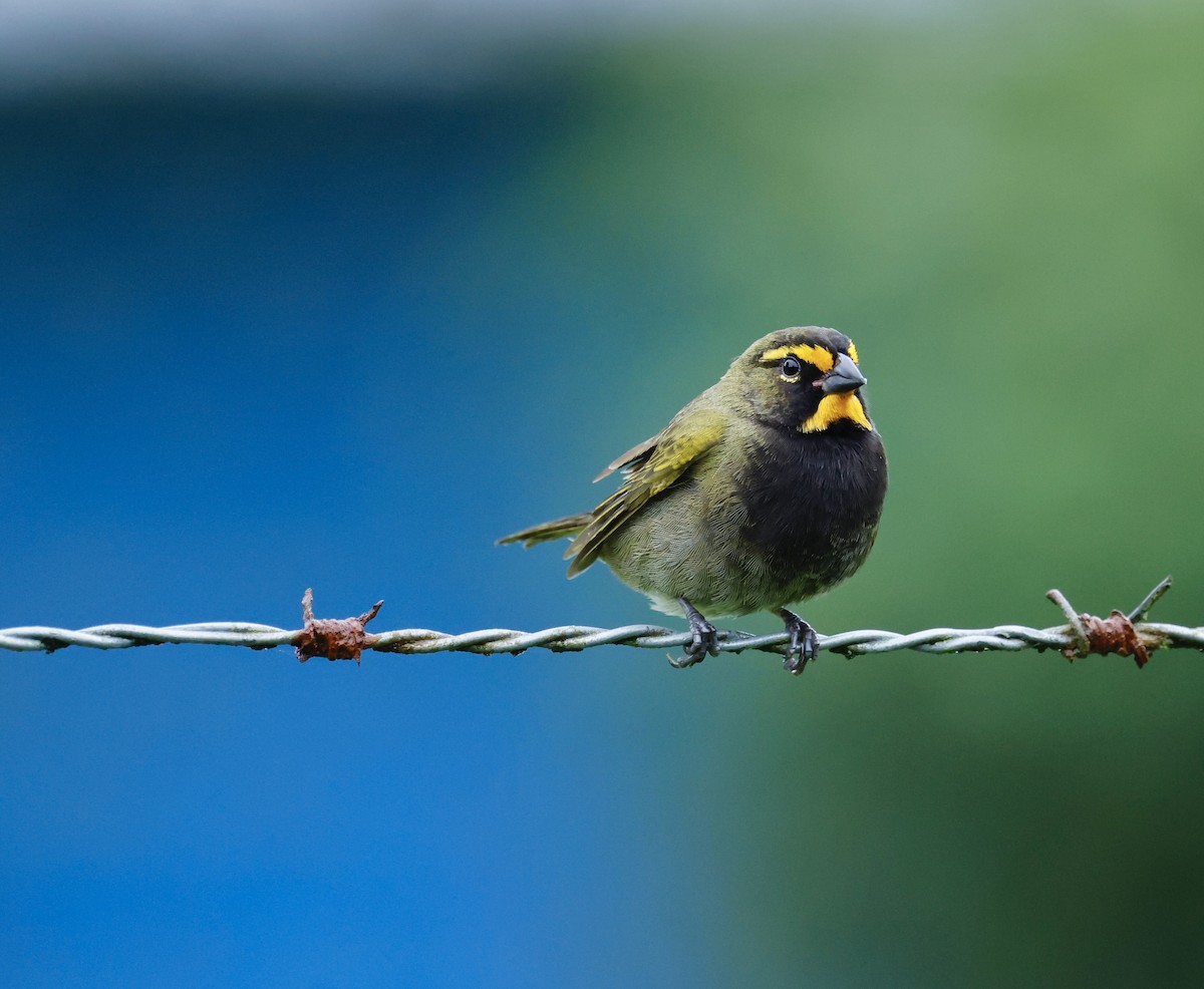 Yellow-faced Grassquit - ML645746064