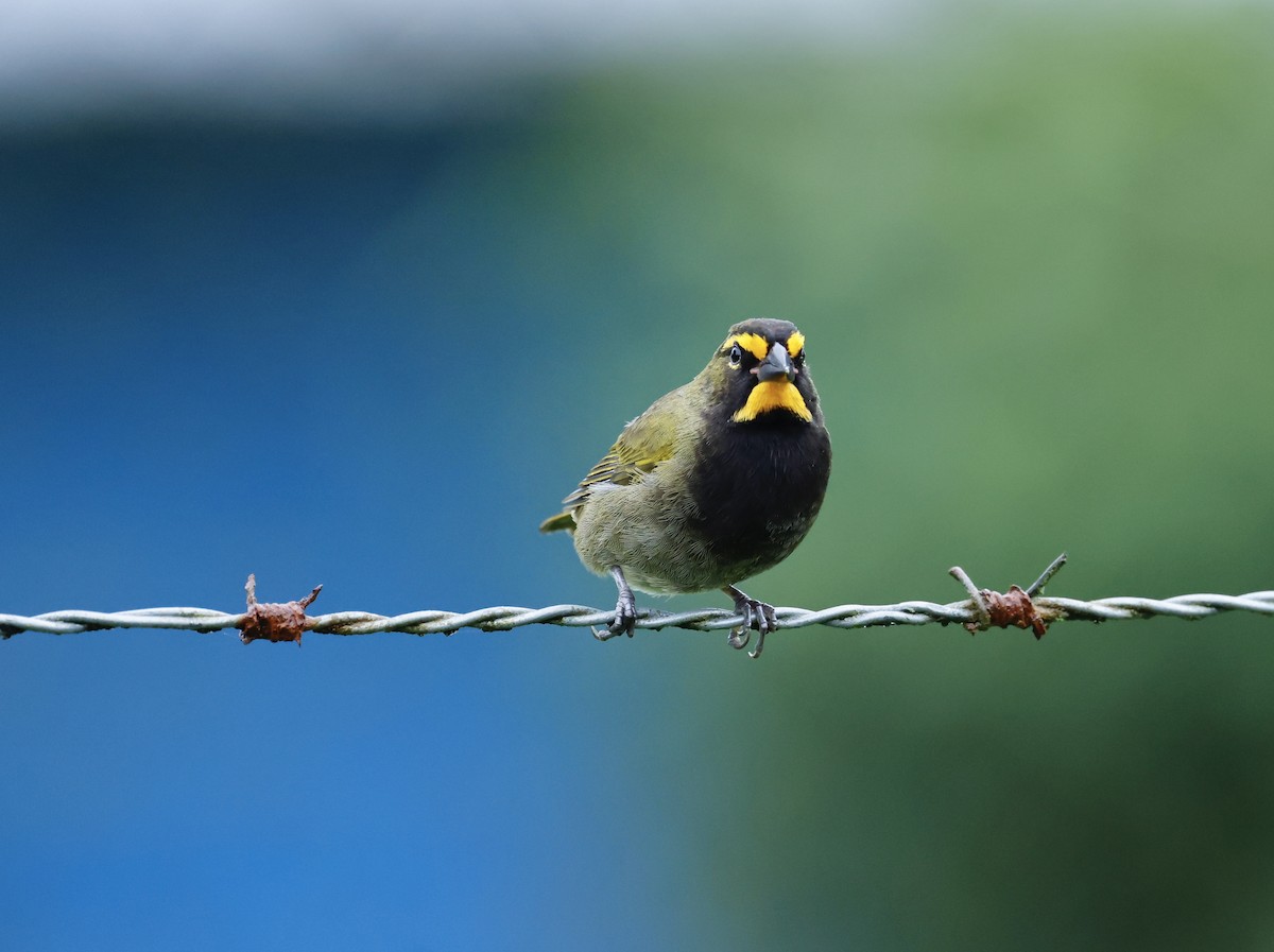 Yellow-faced Grassquit - ML645746065