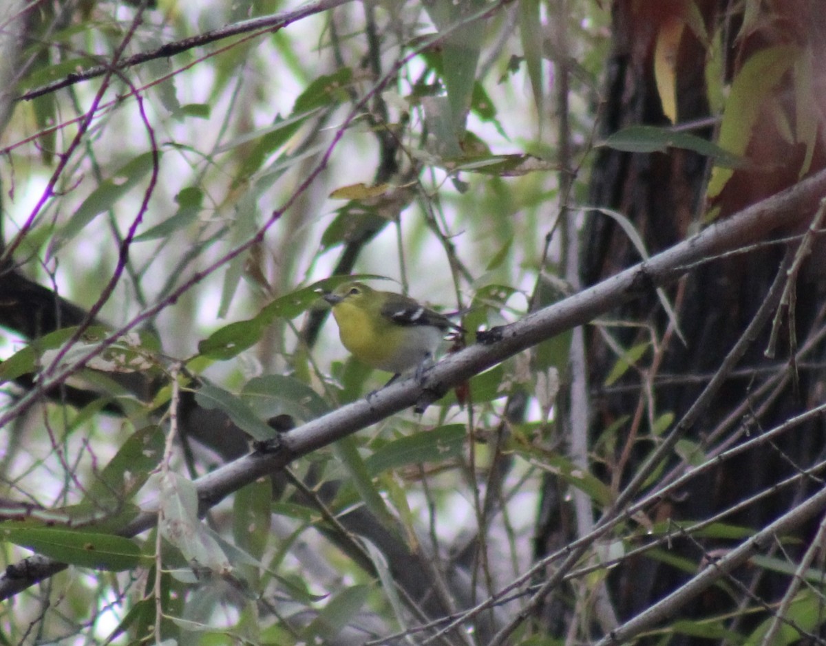 Yellow-throated Vireo - ML645746070