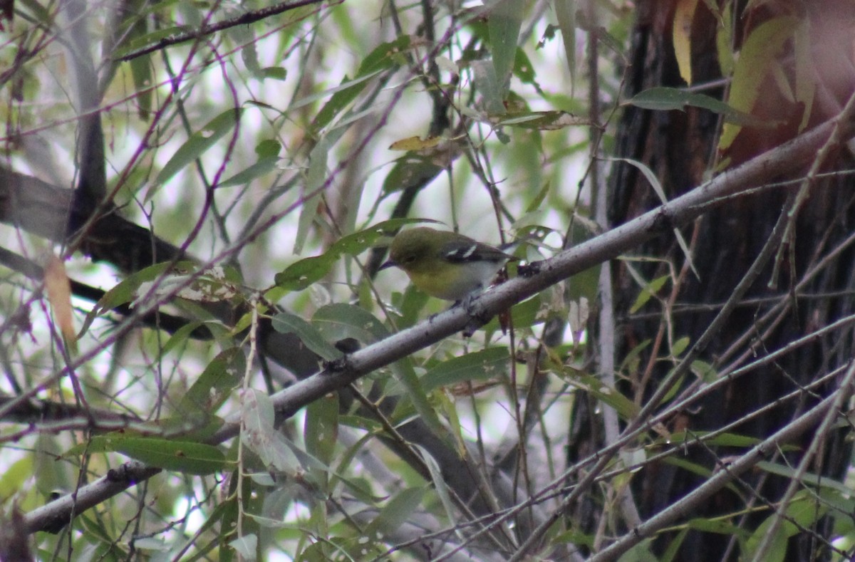 Yellow-throated Vireo - ML645746071