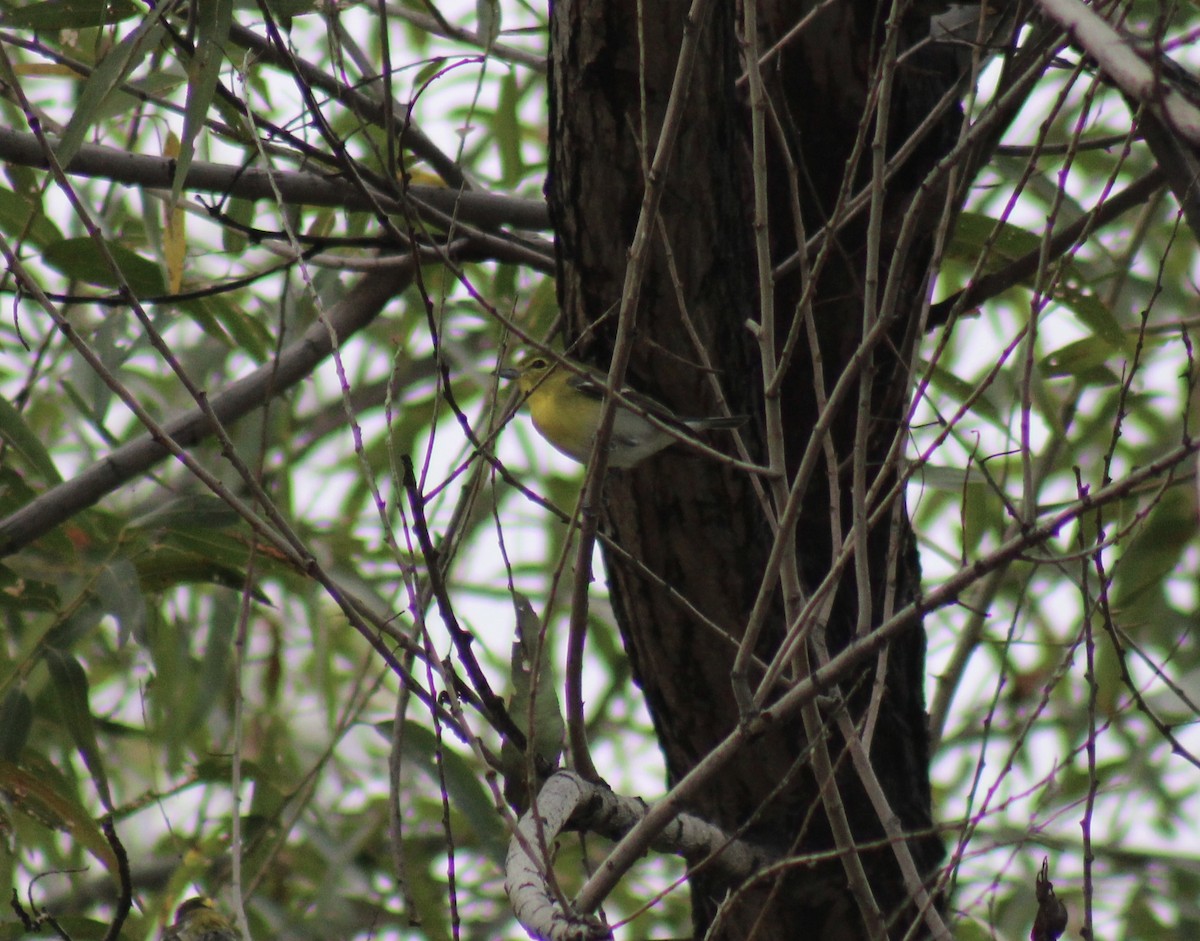 Yellow-throated Vireo - ML645746072