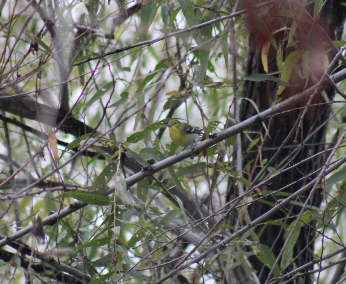 Yellow-throated Vireo - ML645746073