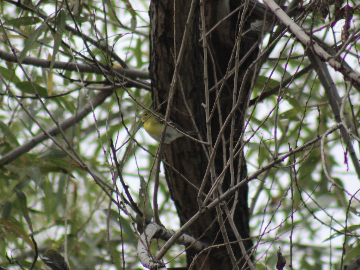 Yellow-throated Vireo - ML645746074
