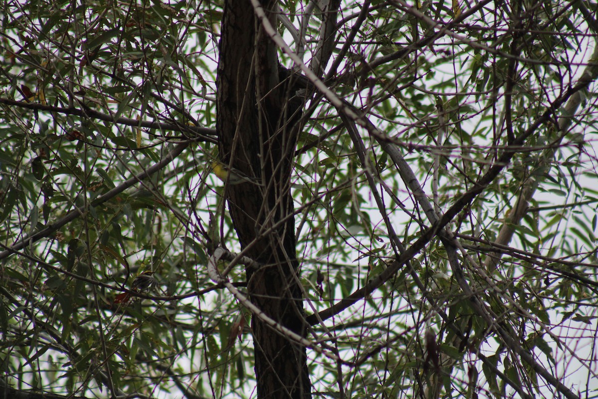 Yellow-throated Vireo - ML645746077