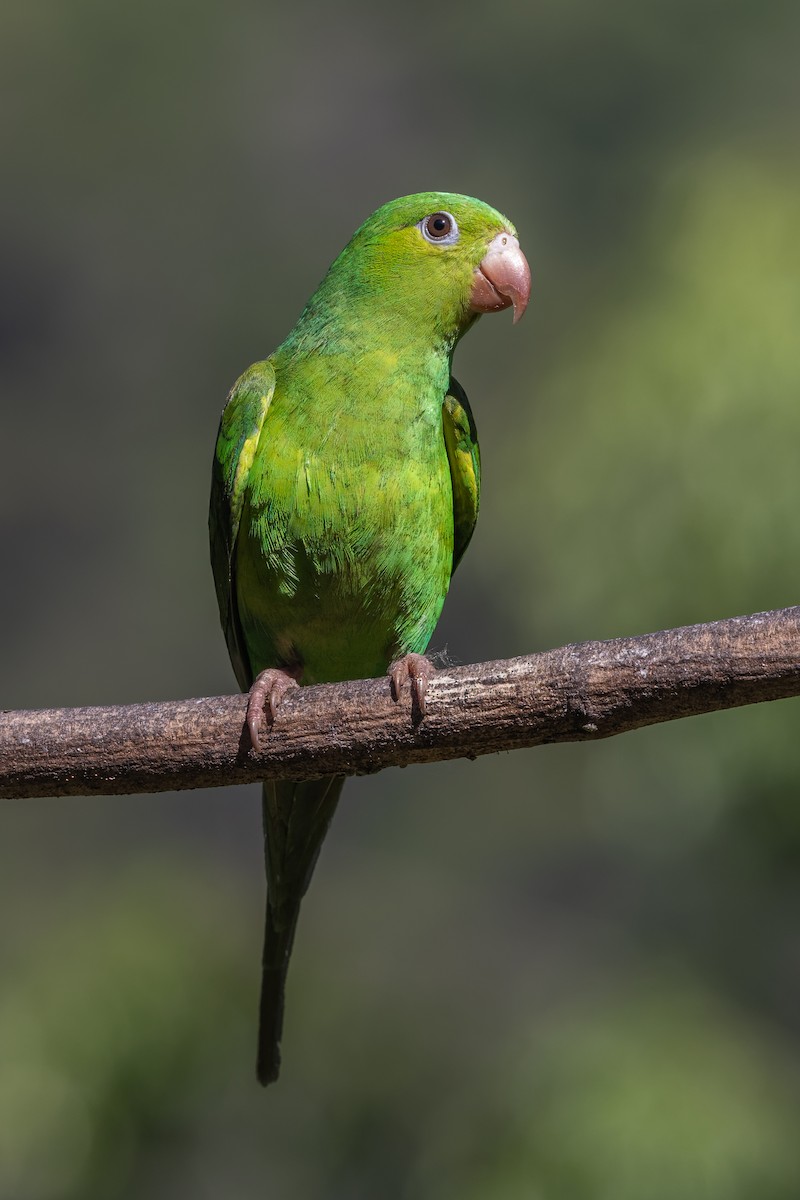 Plain Parakeet - ML645746078