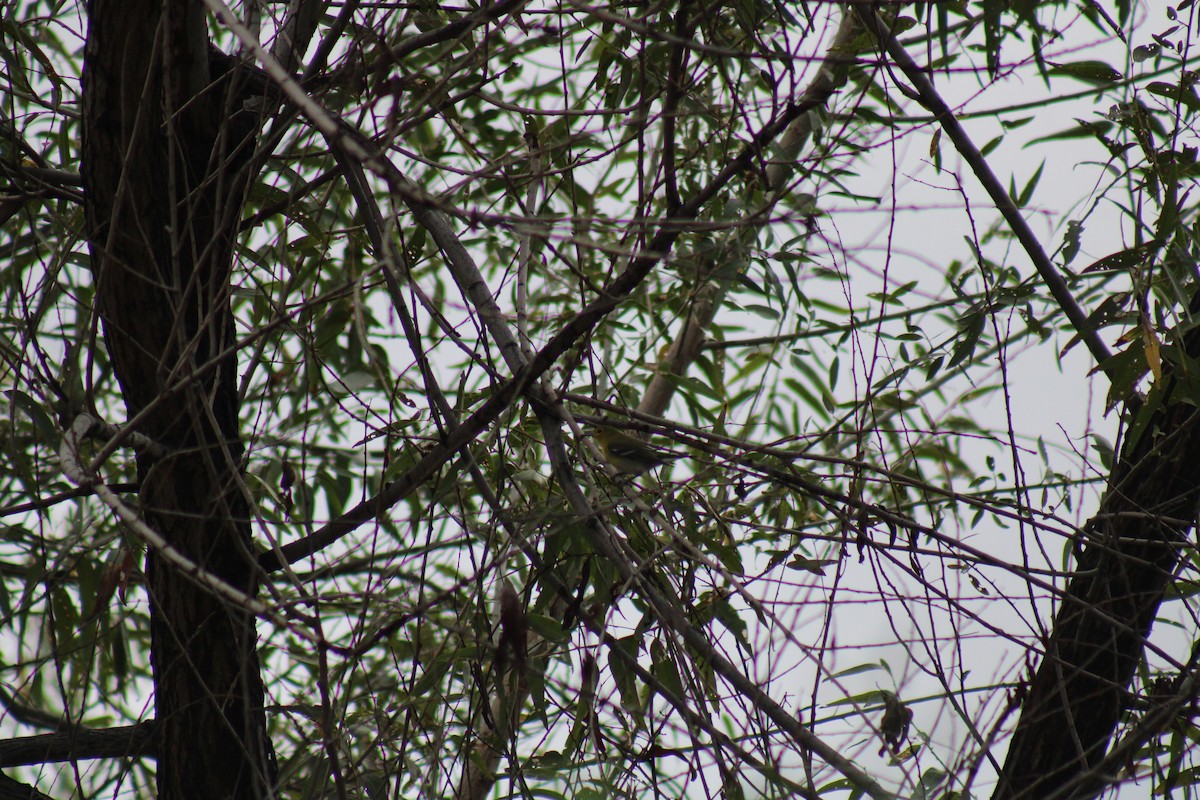 Yellow-throated Vireo - ML645746079