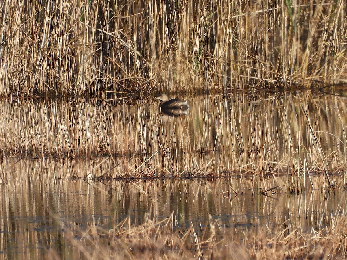 Pied-billed Grebe - ML645746082