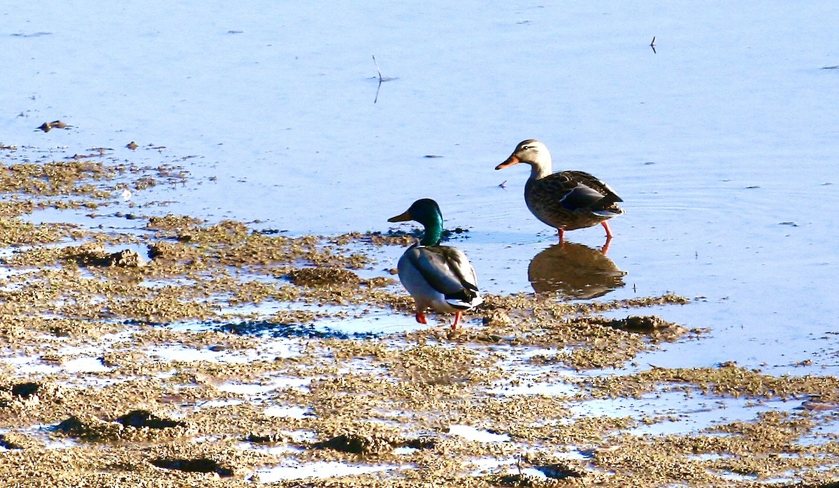 Germano reale - ML645746083