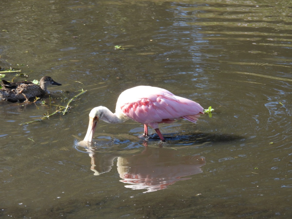 Roseate Spoonbill - ML645746093