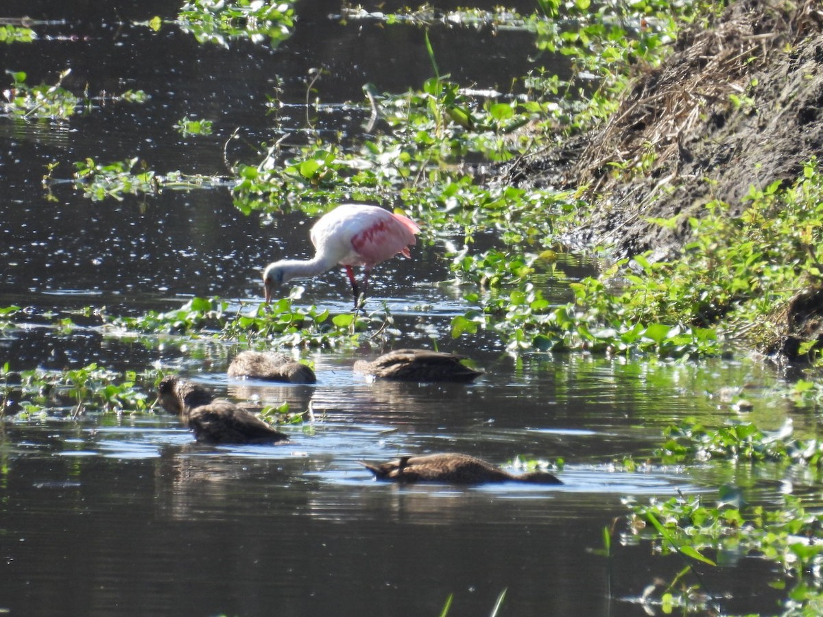 Roseate Spoonbill - ML645746094