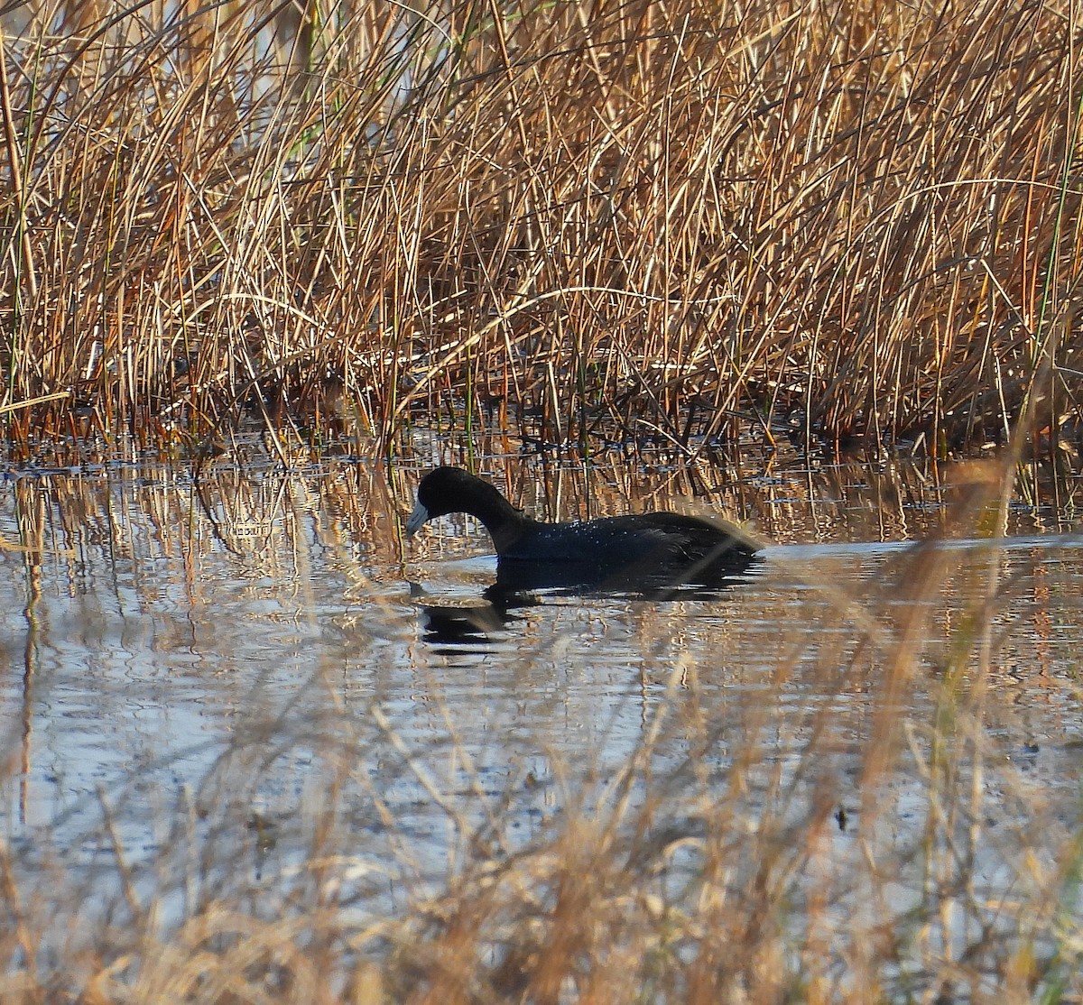 American Coot - ML645746098