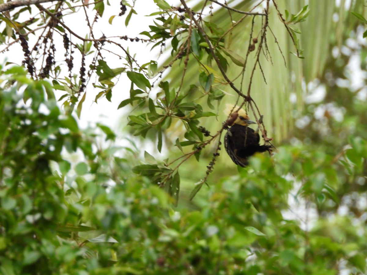 Blond-crested Woodpecker - ML645746100