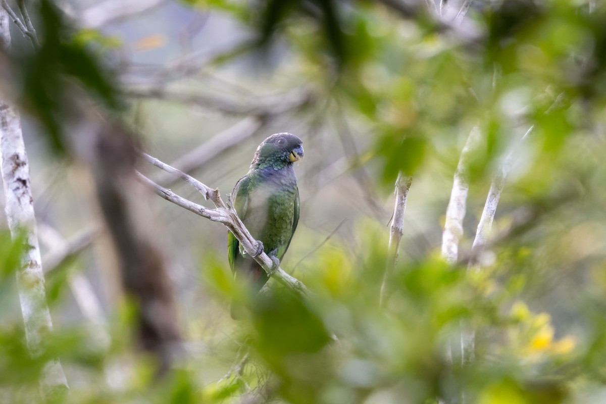 Scaly-headed Parrot - ML645746101