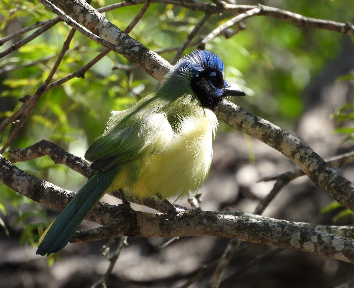 Geai vert - ML645746103