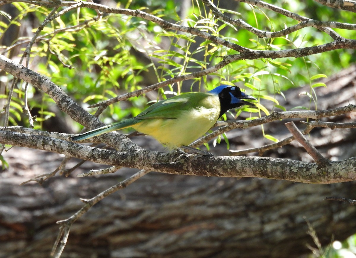 Geai vert - ML645746104