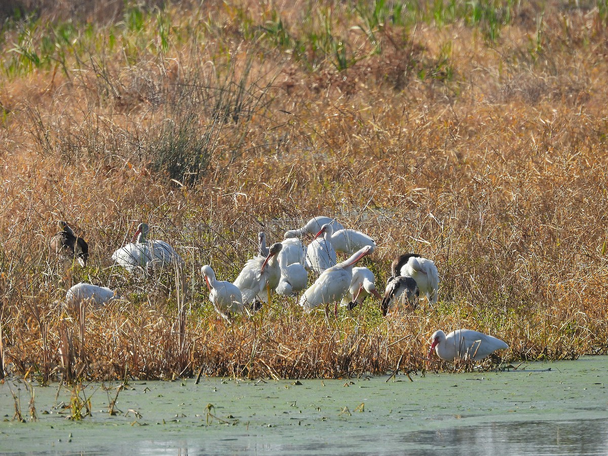 Corocoro Blanco - ML645746105