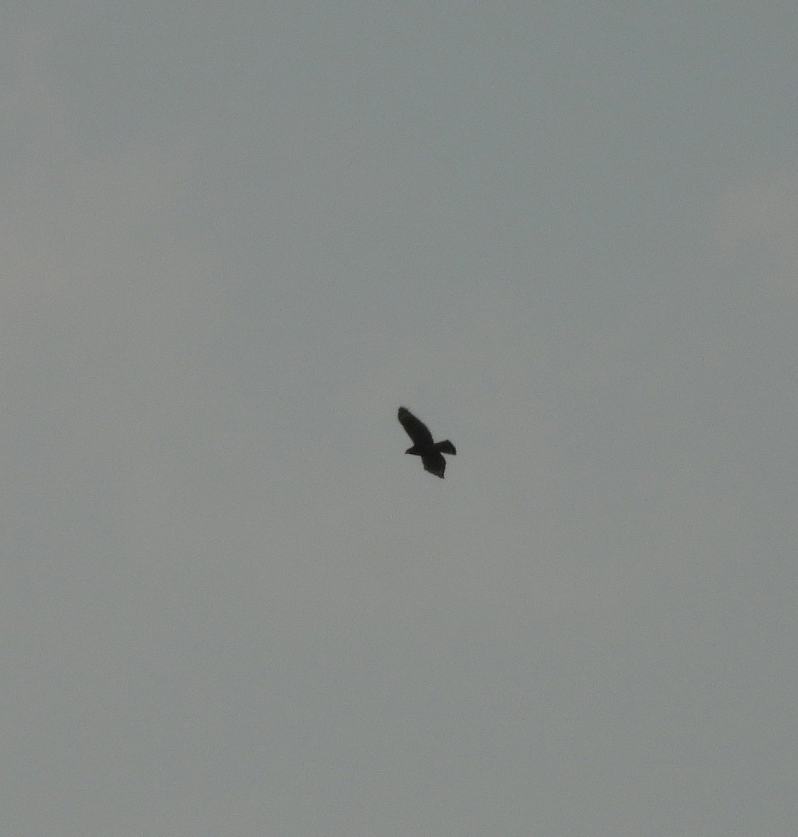 Red-shouldered Hawk - ML645746124