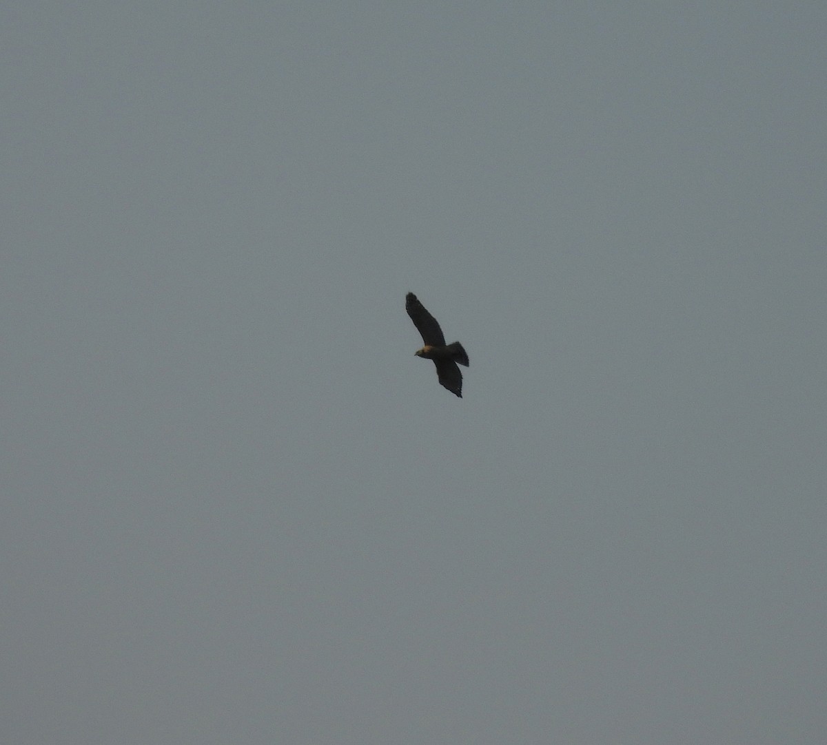 Red-shouldered Hawk - ML645746125