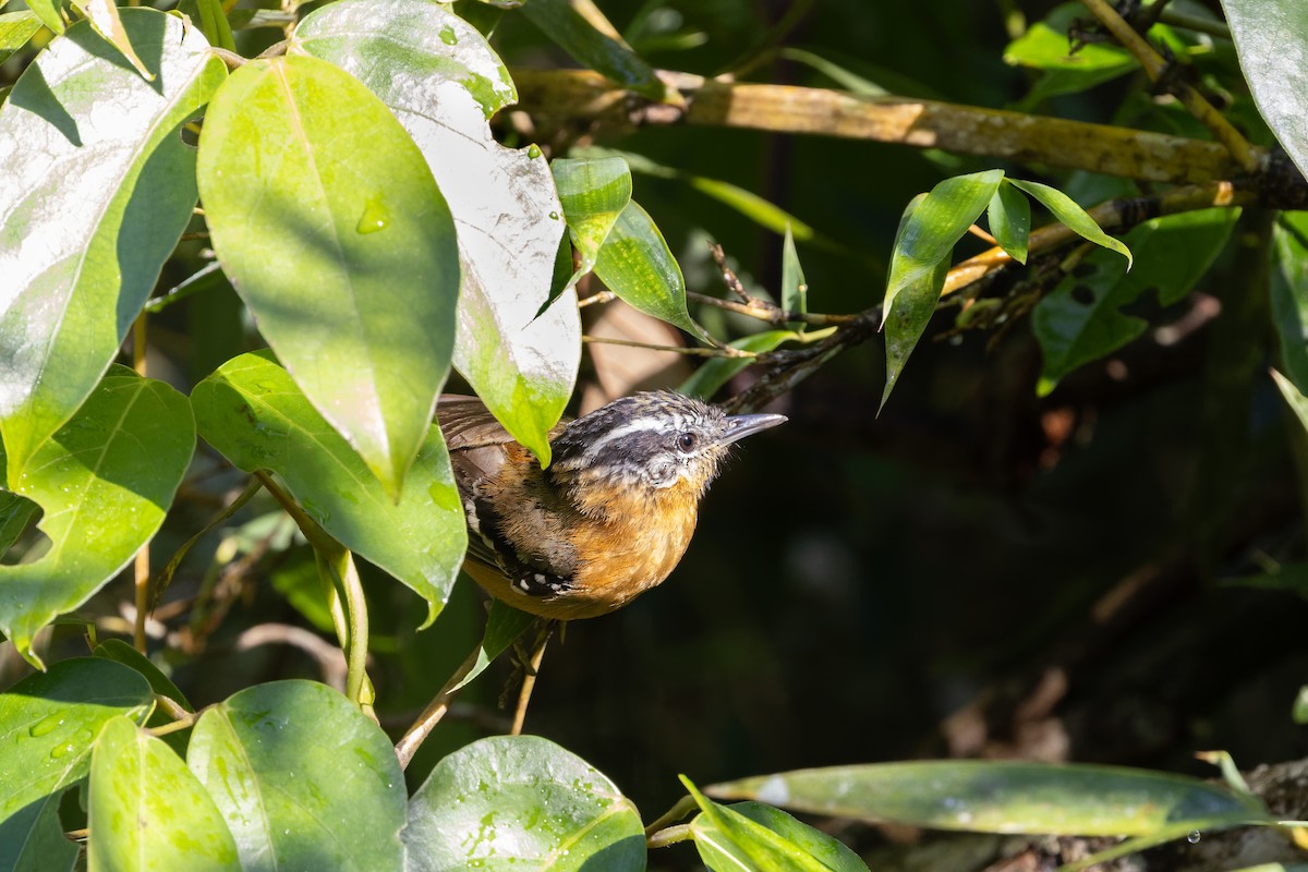 Ferruginous Antbird - ML645746128